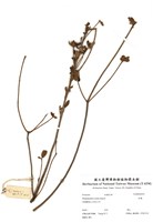 藏品(杜鵑)的圖片